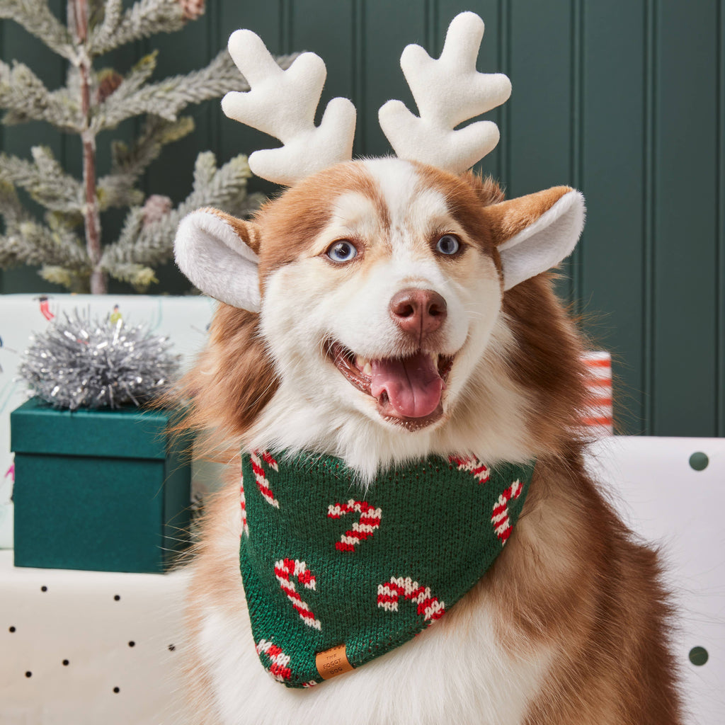 The Foggy Dog Bandana - Candy Cane Knit - The Dog Shop