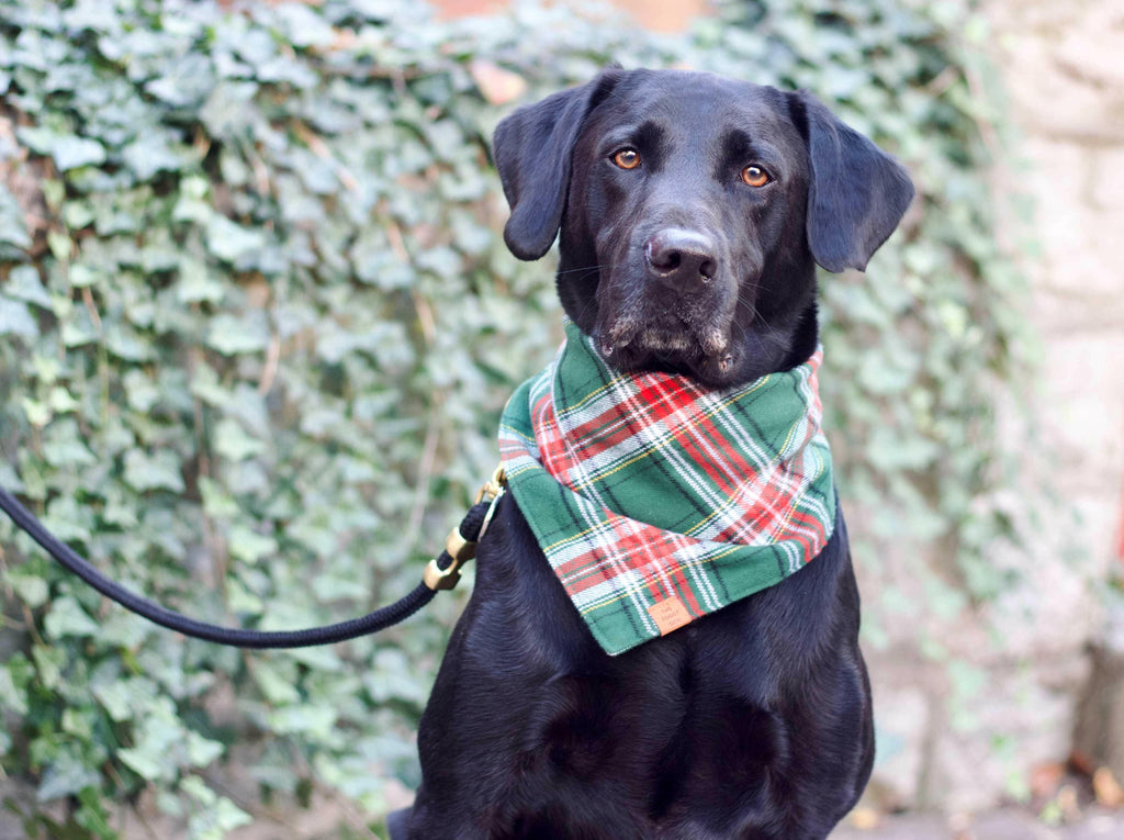 The Foggy Dog Bandana - Holly Jolly Plaid - The Dog Shop