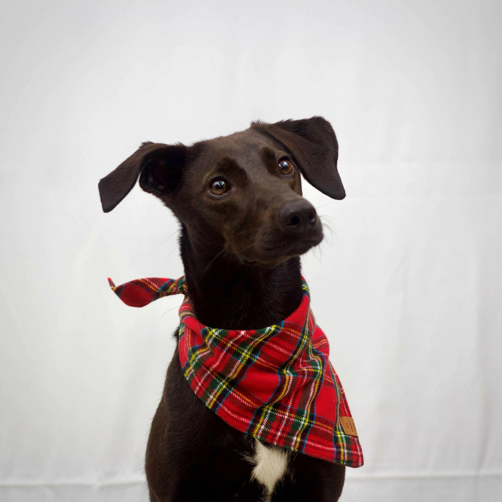 The Foggy Dog Bandana - Tartan Plaid Flannel - The Dog Shop