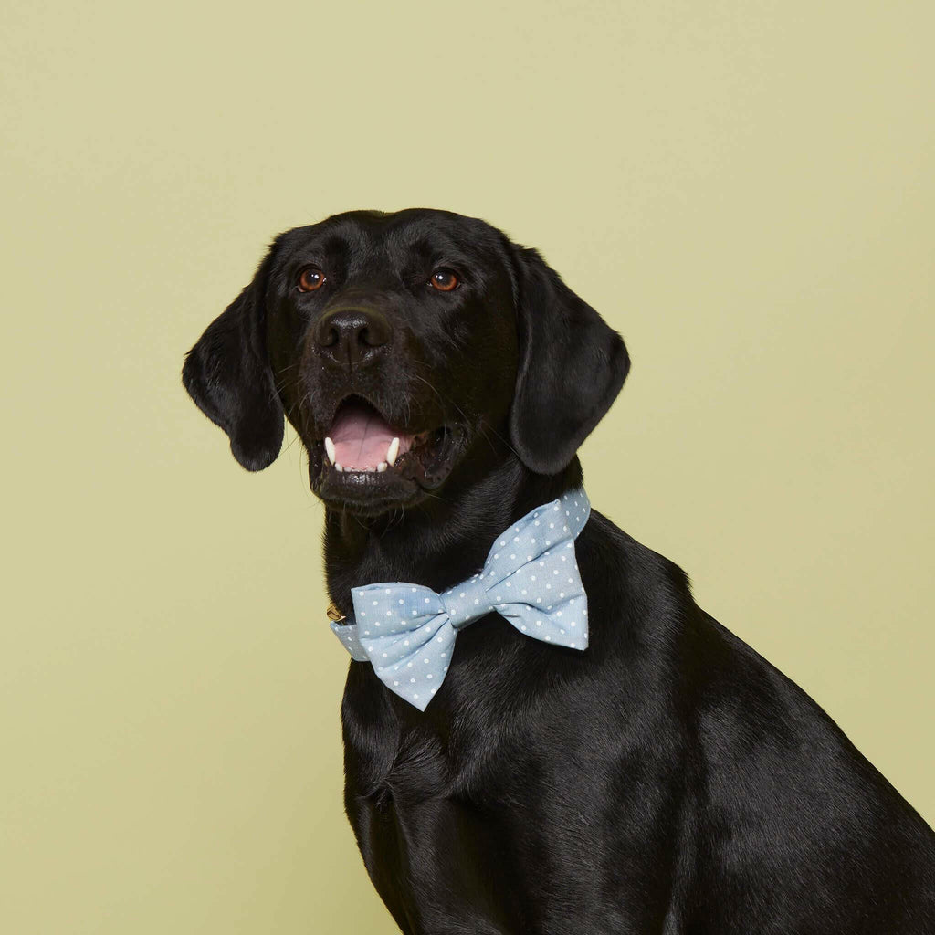 The Foggy Dog Bow Tie - Chambray Dots - The Dog Shop