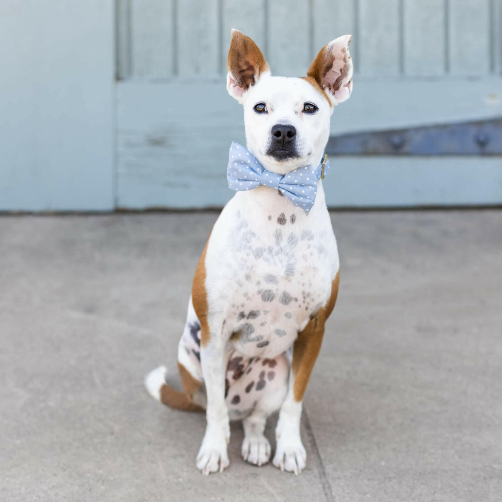 The Foggy Dog Bow Tie - Chambray Dots - The Dog Shop