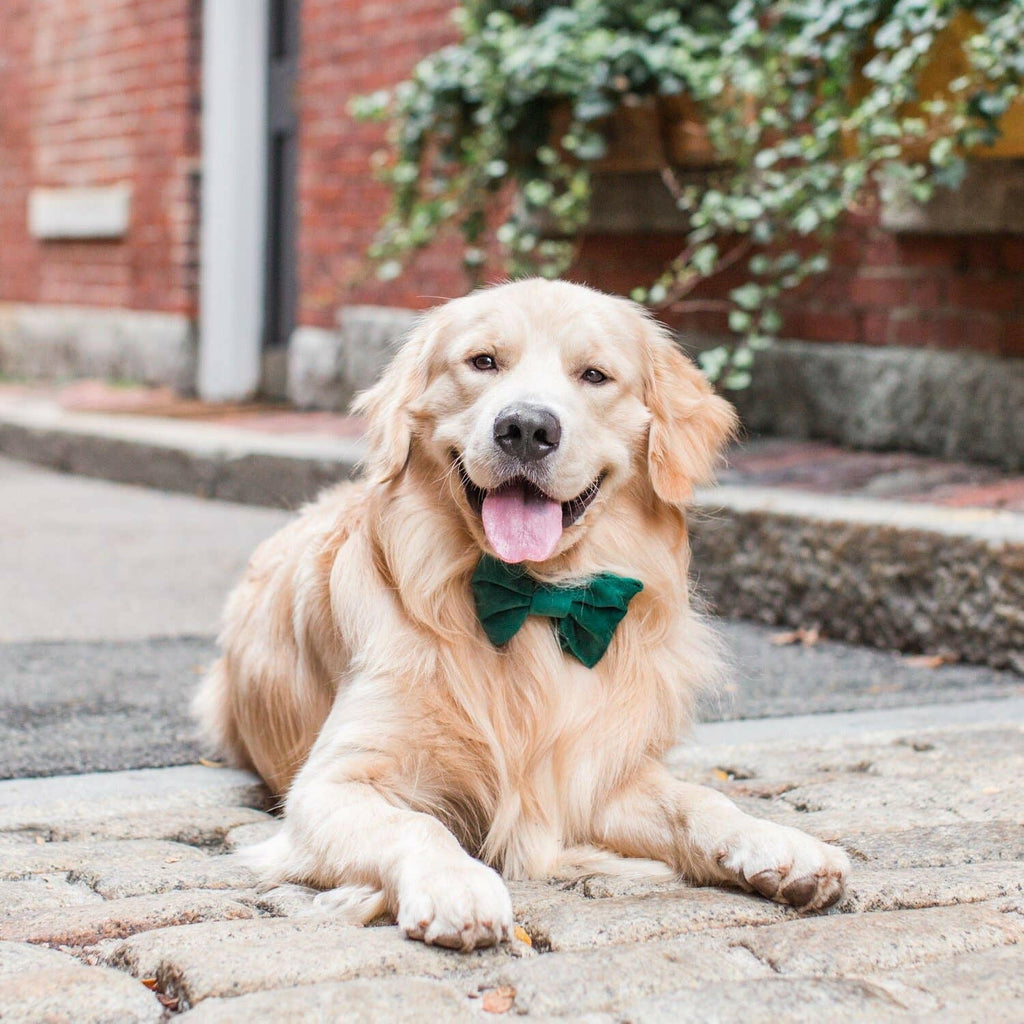 The Foggy Dog Bow Tie - Forest Green Velvet - The Dog Shop
