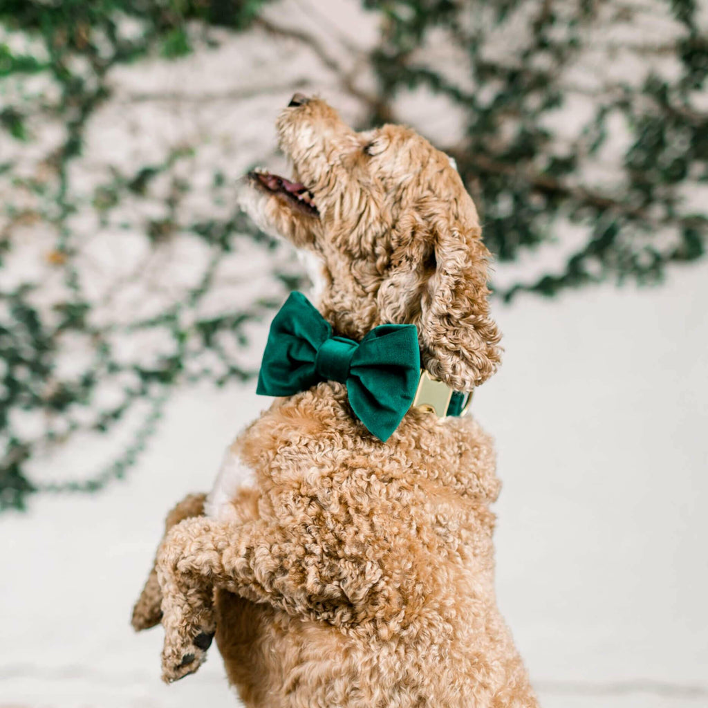 The Foggy Dog Bow Tie - Forest Green Velvet - The Dog Shop