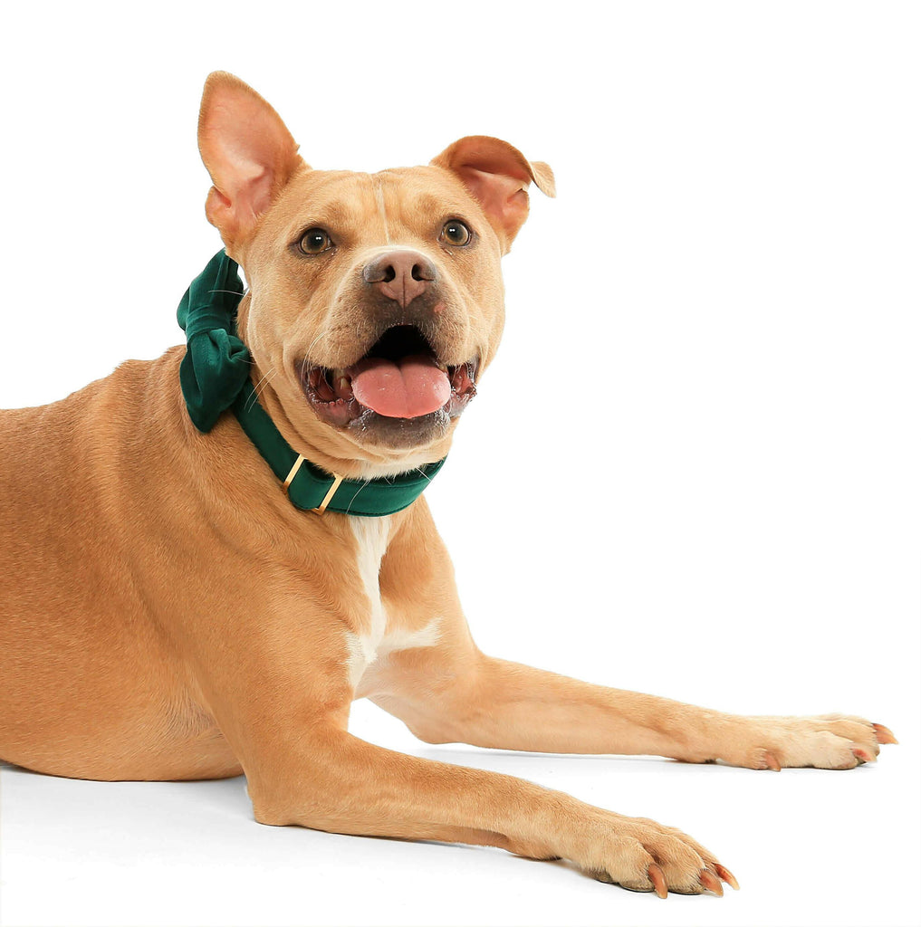 The Foggy Dog Bow Tie - Forest Green Velvet - The Dog Shop