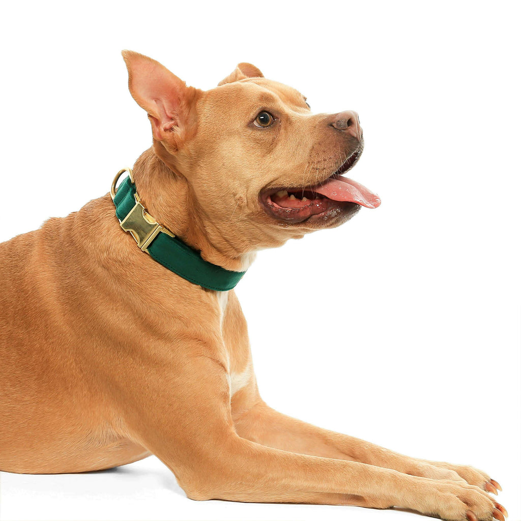 The Foggy Dog Bow Tie - Forest Green Velvet - The Dog Shop