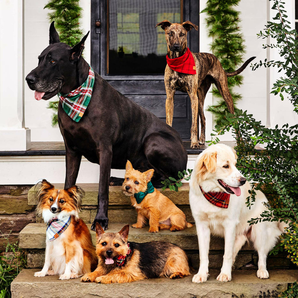 The Foggy Dog Bow Tie - Forest Green Velvet - The Dog Shop