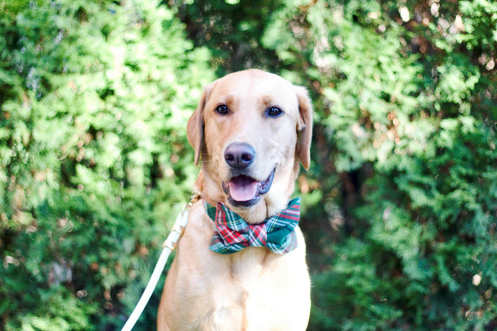 The Foggy Dog Bow Tie - Holly Jolly Plaid Flannel - The Dog Shop