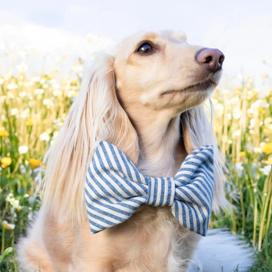 The Foggy Dog Bow Tie - Lake Blue Stripe - The Dog Shop