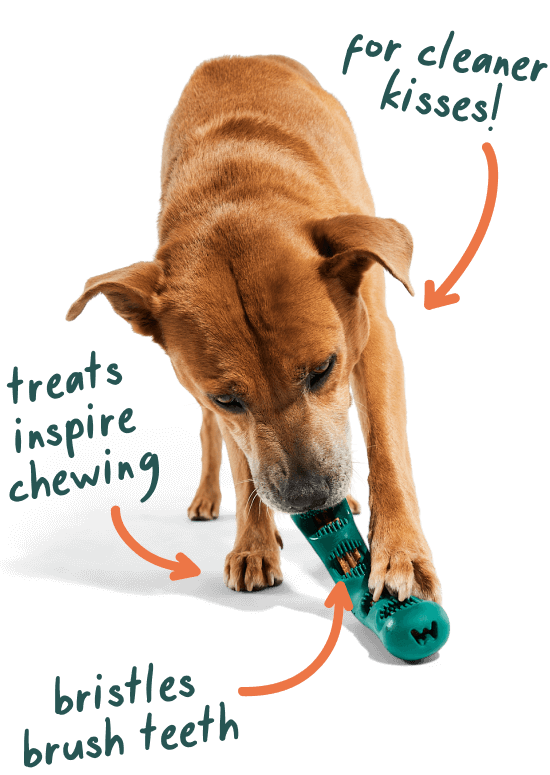 Woof Bite n' Brush - The Dog Shop