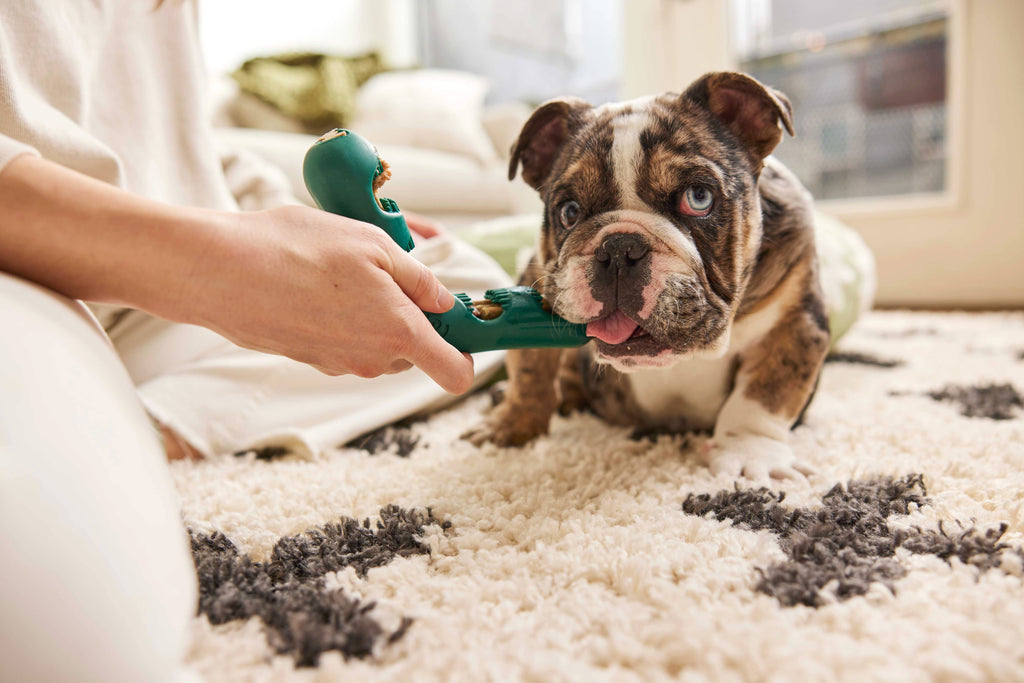 Woof Bite n' Brush - The Dog Shop