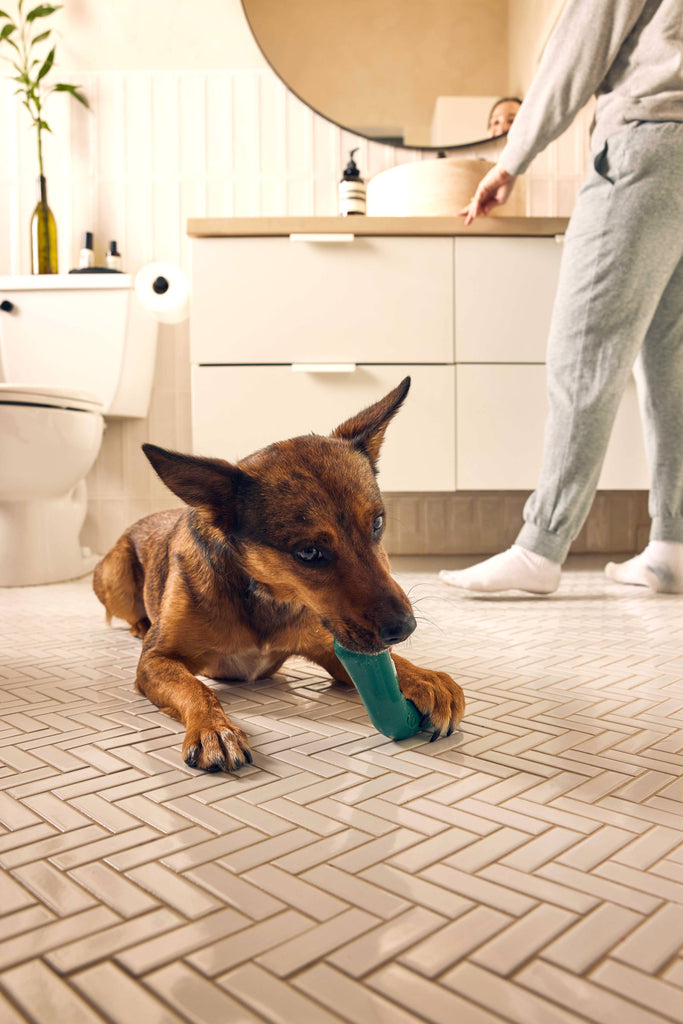 Woof Bite n' Brush - The Dog Shop