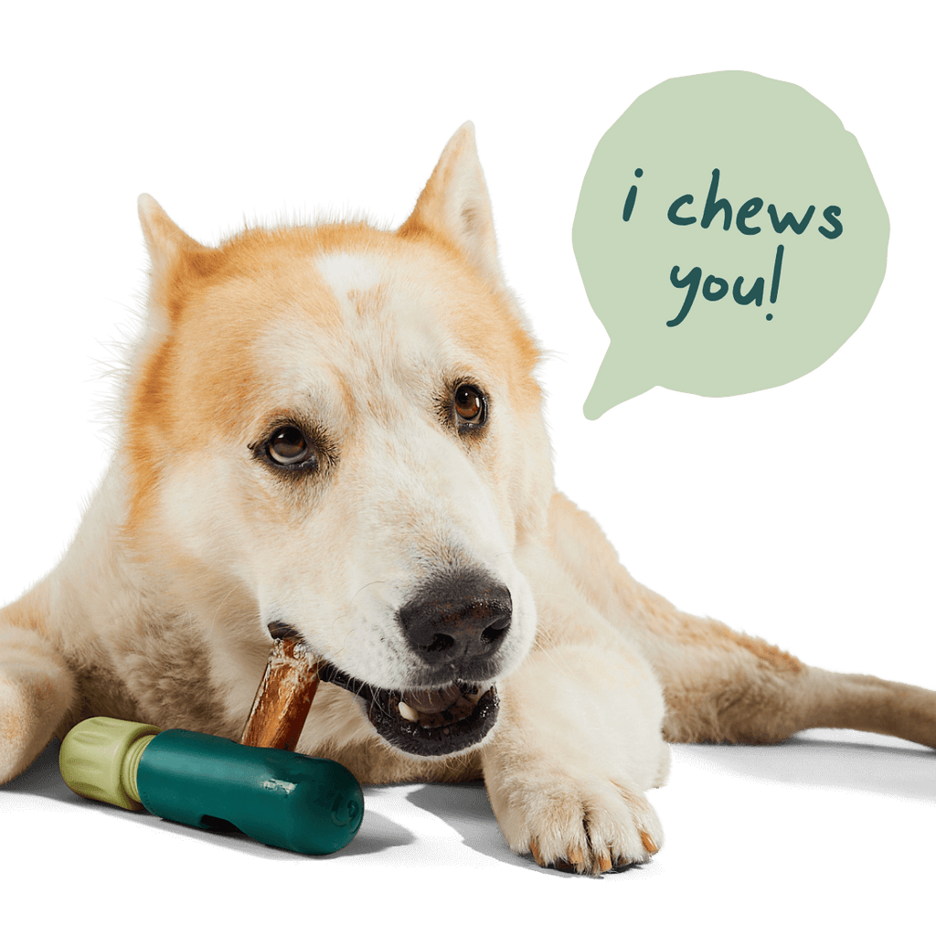 BullySafe Chews - Pure Collagen: Beef / 6-inch 5 pack - The Dog Shop