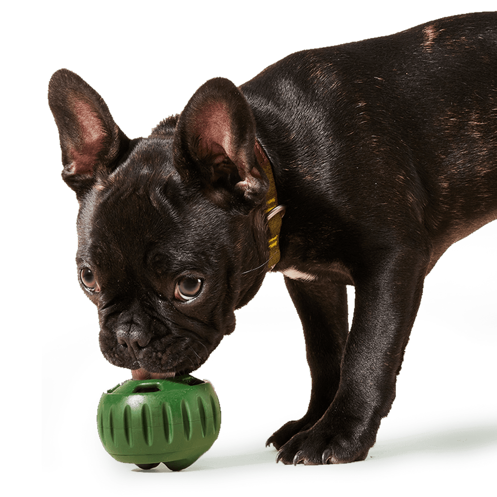 Woof Pupsicle Pops: Chicken - The Dog Shop