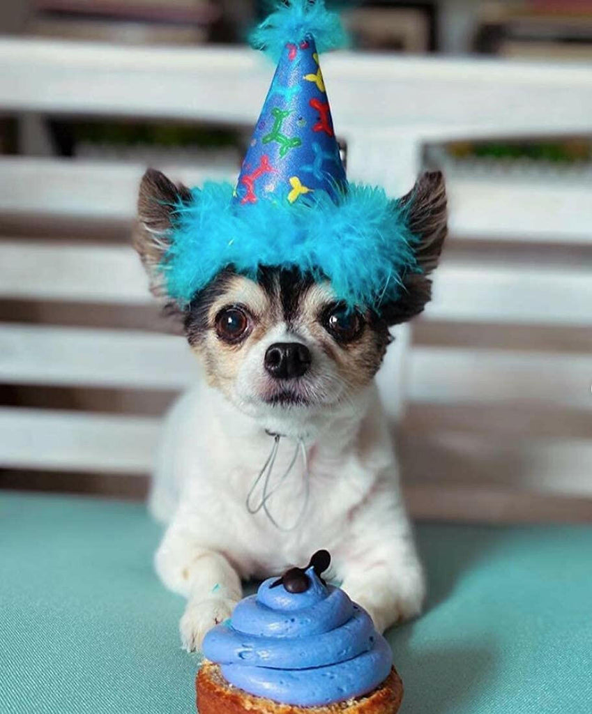 Dog Party Hat-Balloon Doggy - The Dog Shop