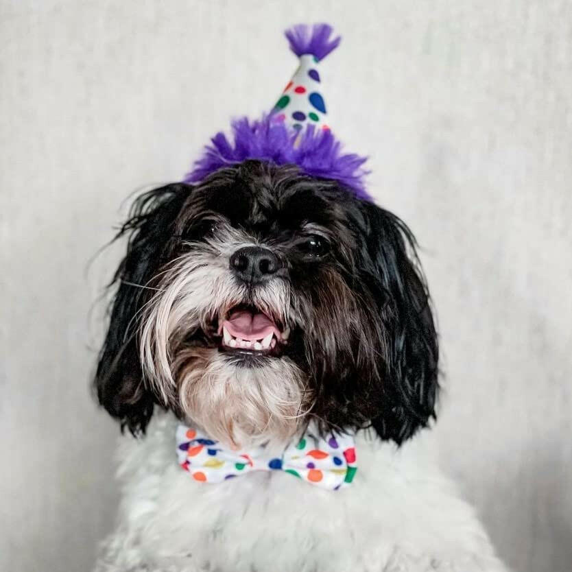 Dog Party Hat-Happy Barkday - The Dog Shop