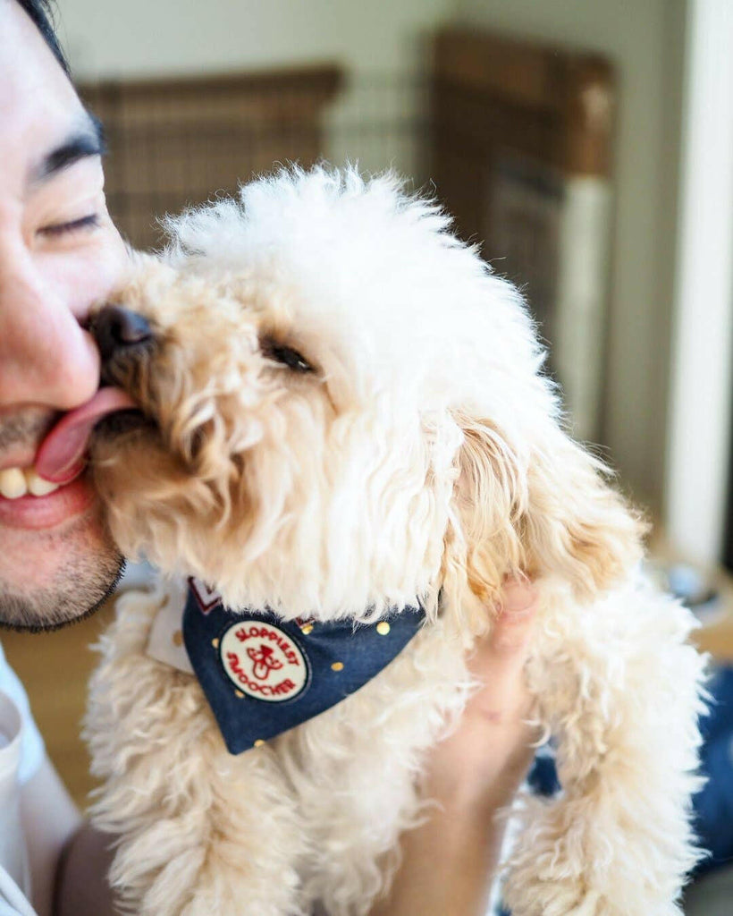 Sloppiest Smoocher iron-on patch for dogs - The Dog Shop