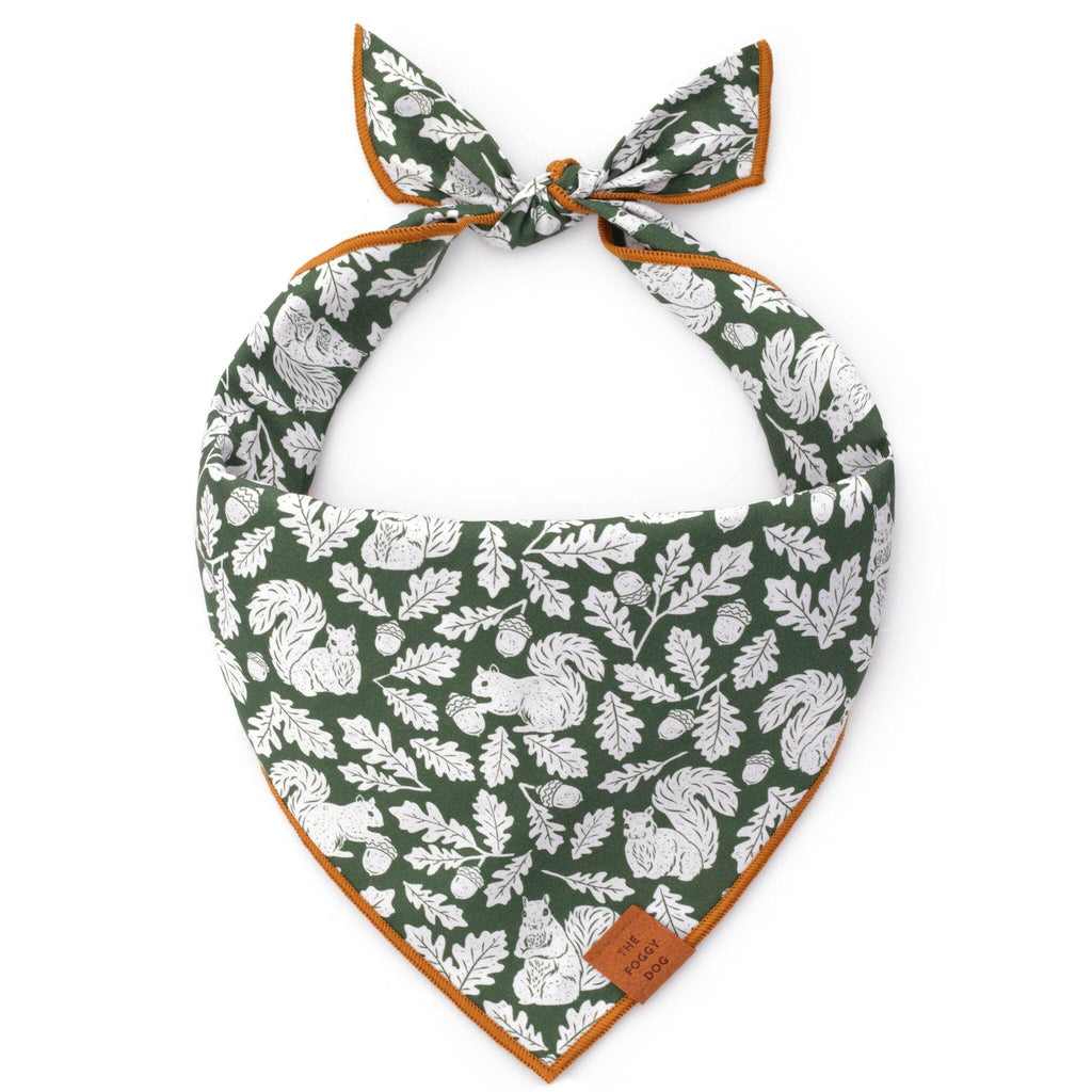 Pumpkin Velvet Dog Collar – The Foggy Dog