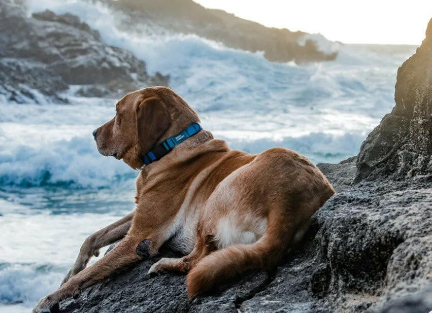 Woof Concept Waterproof Dog Collar - Blue Hawaiian - The Dog Shop
