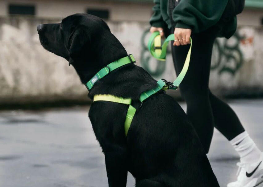 Woof Concept Waterproof Dog Harness - Lime Margarita - The Dog Shop
