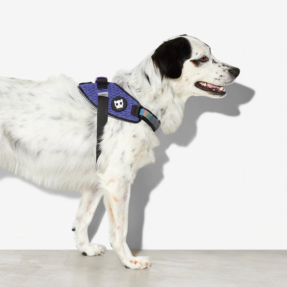Zee.Dog FlyHarness Wicked - The Dog Shop